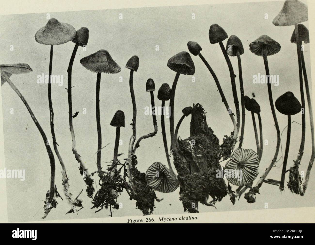 « Champignons comestibles et vénéneux du Canada » (1979) Banque D'Images