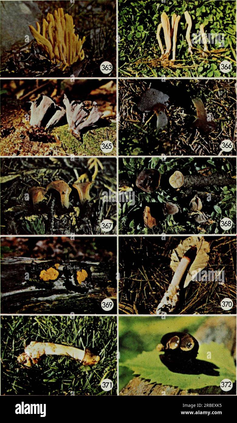 « Champignons comestibles et vénéneux du Canada » (1979) Banque D'Images