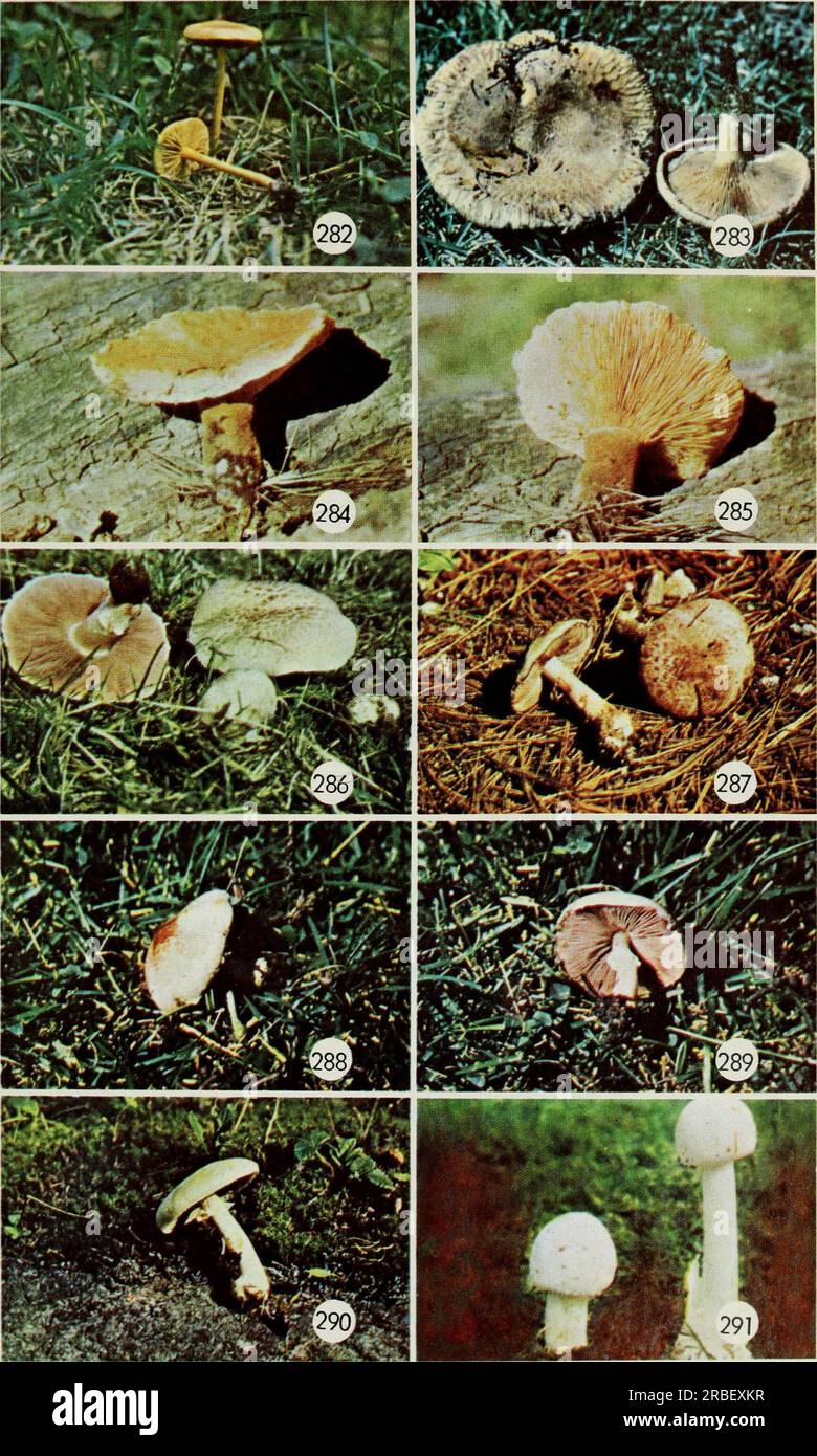 « Champignons comestibles et vénéneux du Canada » (1979) Banque D'Images