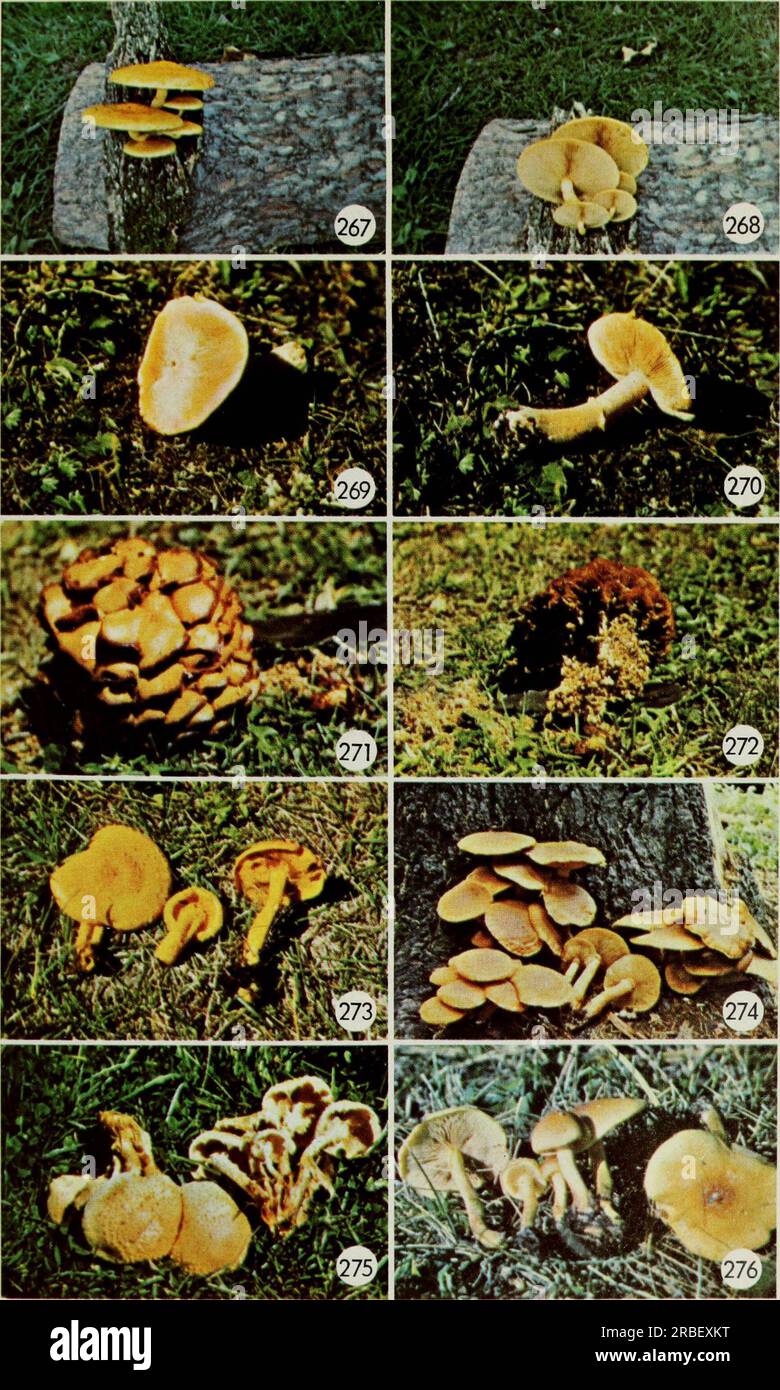 « Champignons comestibles et vénéneux du Canada » (1979) Banque D'Images