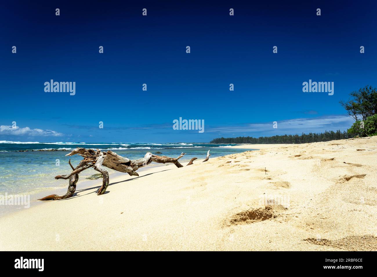 Bois à la dérive sur une plage de sable hawaïenne Banque D'Images