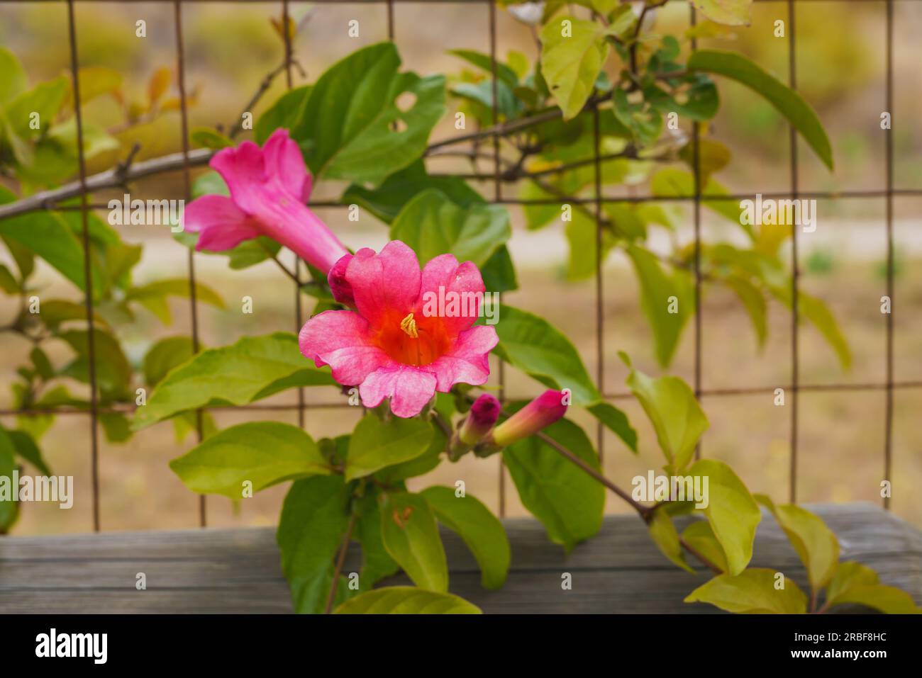 Vigne de trompette (Campsis radicans) en fleurs avec de belles fleurs rouges. La vigne de trompette peut rapidement couvrir les clôtures, les murs de pierre, les structures Banque D'Images