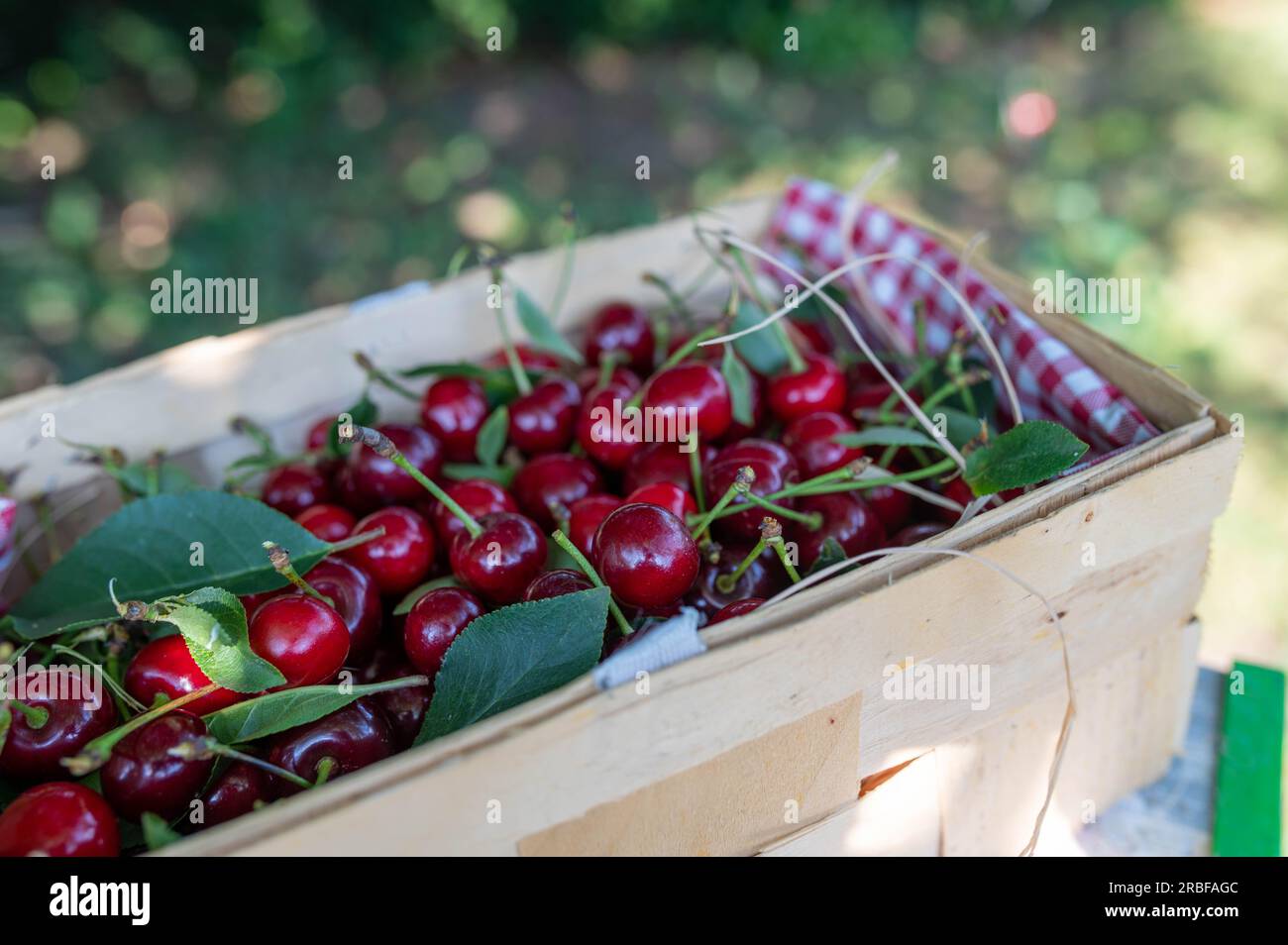 Cerises fraîches cueillies ou récoltées dans un panier sur une échelle dans le jardin Banque D'Images
