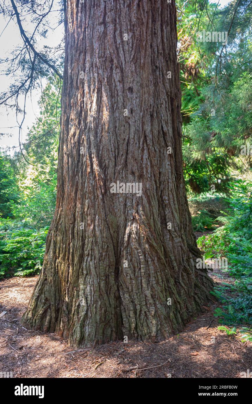 Énorme tronc d'un séquoia géant (Sequoiadendron giganteum) Banque D'Images