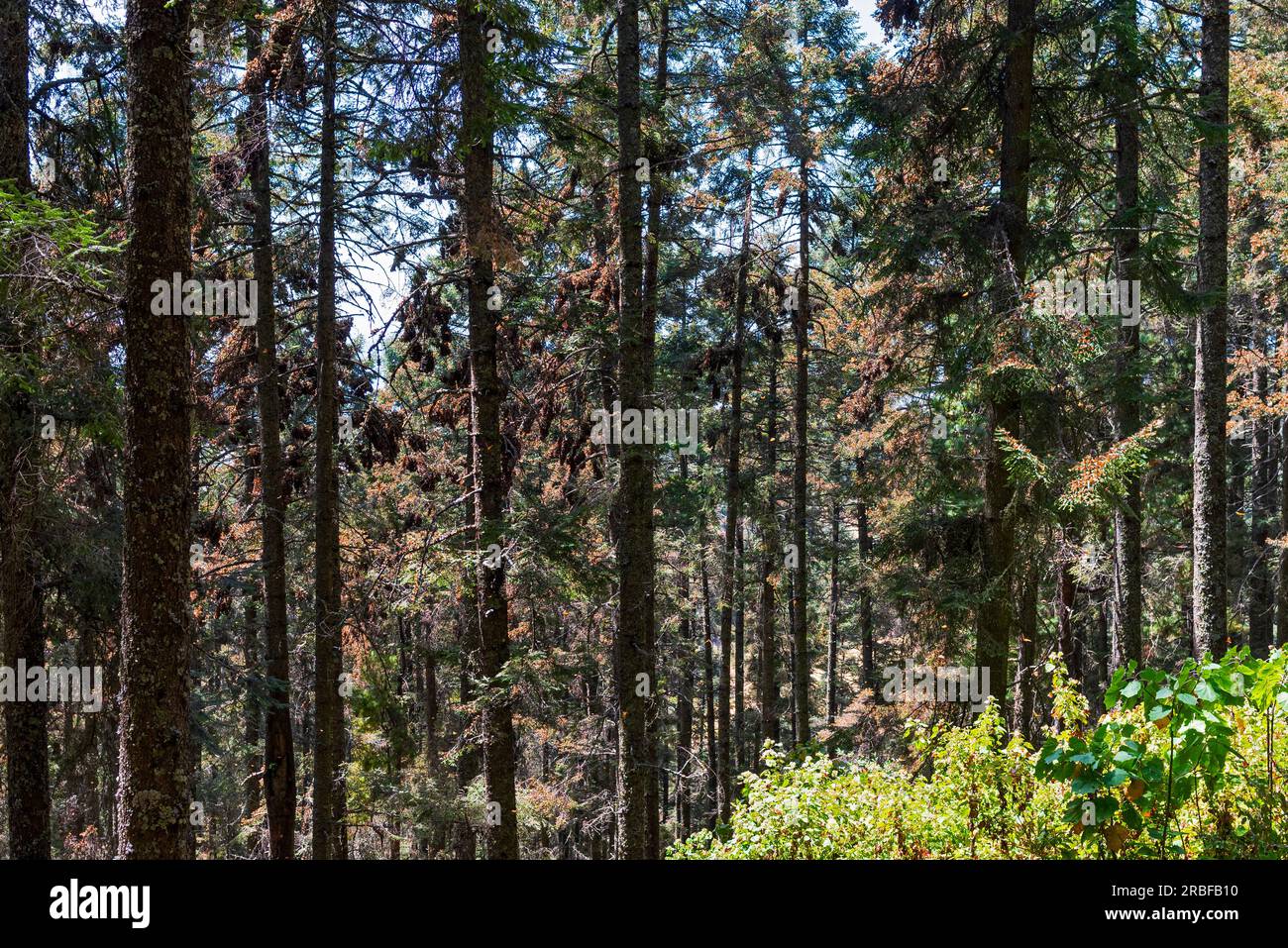 les papillons monarques se regroupent sur des sapins oyameux dans le sanctuaire de rosario, au mexique michoacan, une partie de la réserve de biosphère des papillons monarques Banque D'Images