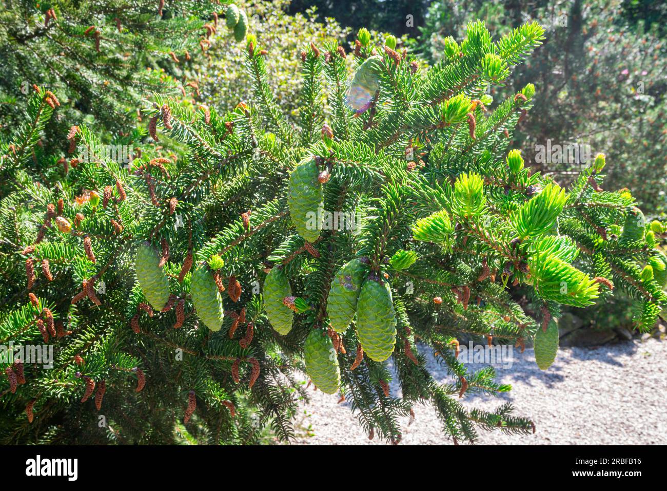 Cônes suspendus verts d'une épinette à queue de tigre (Picea polita ou Picea torano) dans le jardin botanique 'Pinetum Blijdenstein' à Hilversum, pays-Bas. Banque D'Images