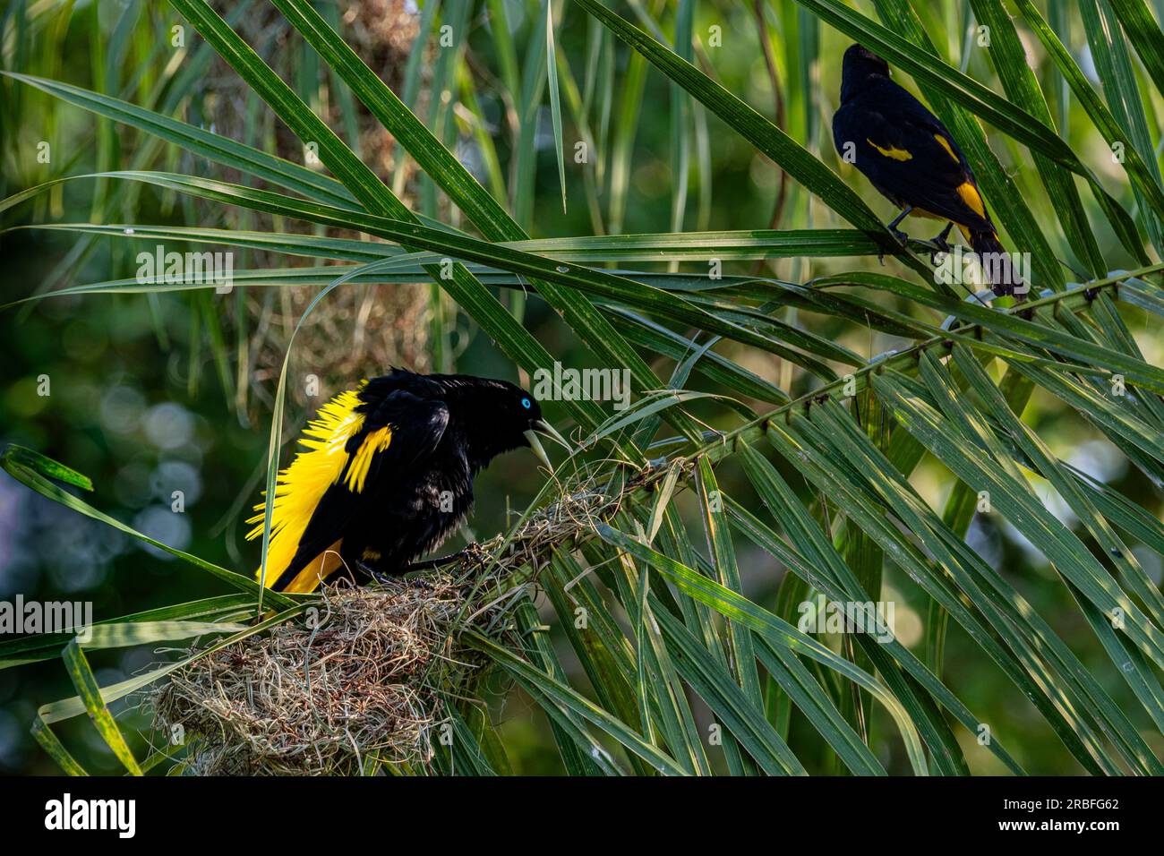 Cacique à ronflement jaune, Cacicus cela, construisant un nid dans le Pantanal, Mayo Grosso, Brésil Banque D'Images Cacique à ronflement jaune, Cacicus cela, construisant un nid dans le Pantanal, Mayo Grosso, Brésil Banque D'Images