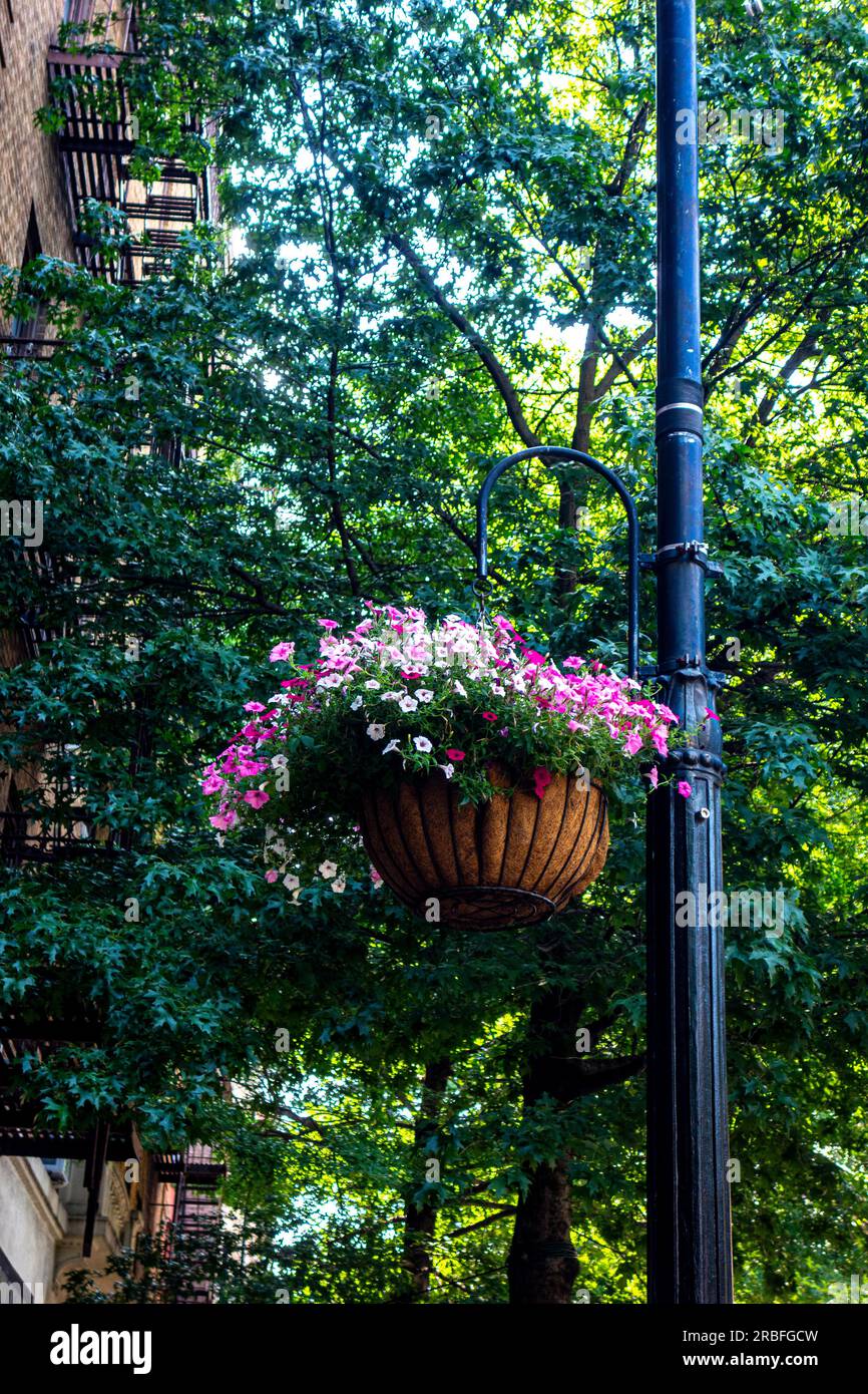 Panier de fleurs suspendu avec des fleurs roses et blanches sur 8th Street à Greenwich Village, New York City, NY, États-Unis Banque D'Images