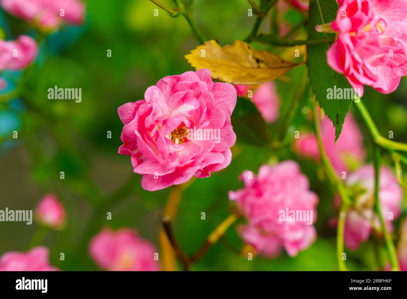 roses Banque D'Images