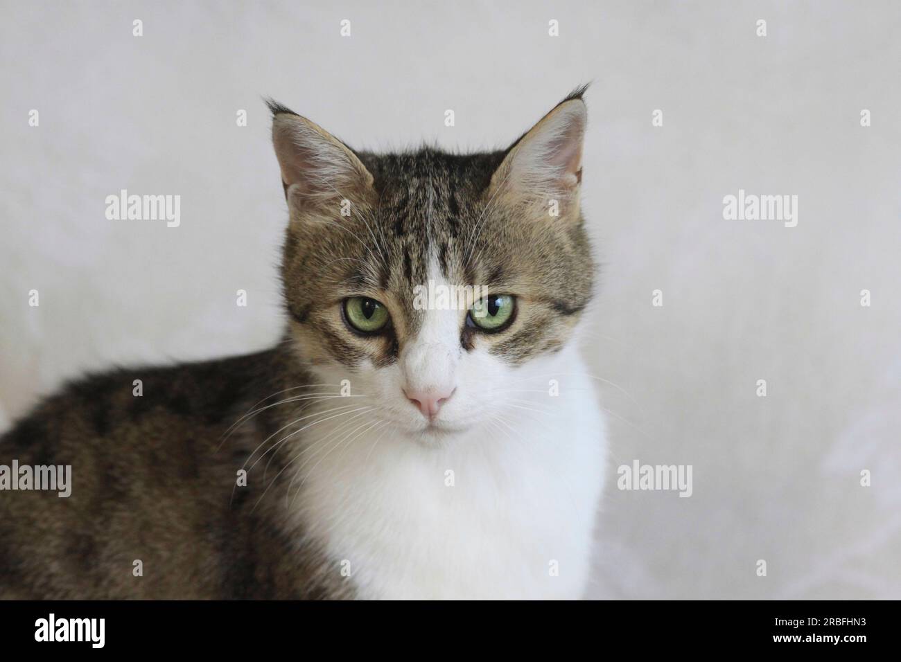 Jolie femelle adulte Tabby Cat faisant un contact visuel avec la caméra Banque D'Images