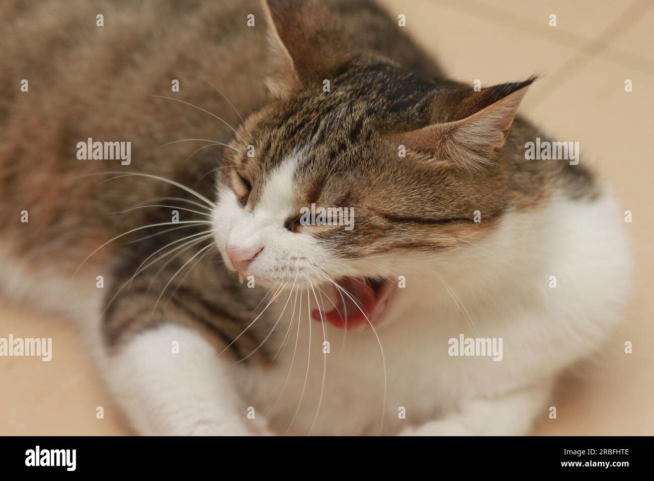 Chat tabby femelle adulte bâillonnant avec la bouche grande ouverte. Certaines dents sont manquantes après enlèvement par le vétérinaire Banque D'Images