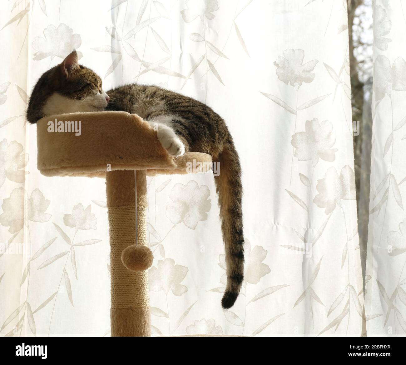 Chat tabby femelle adulte se prélassant au sommet de son arbre à chat et regardant par la fenêtre Banque D'Images