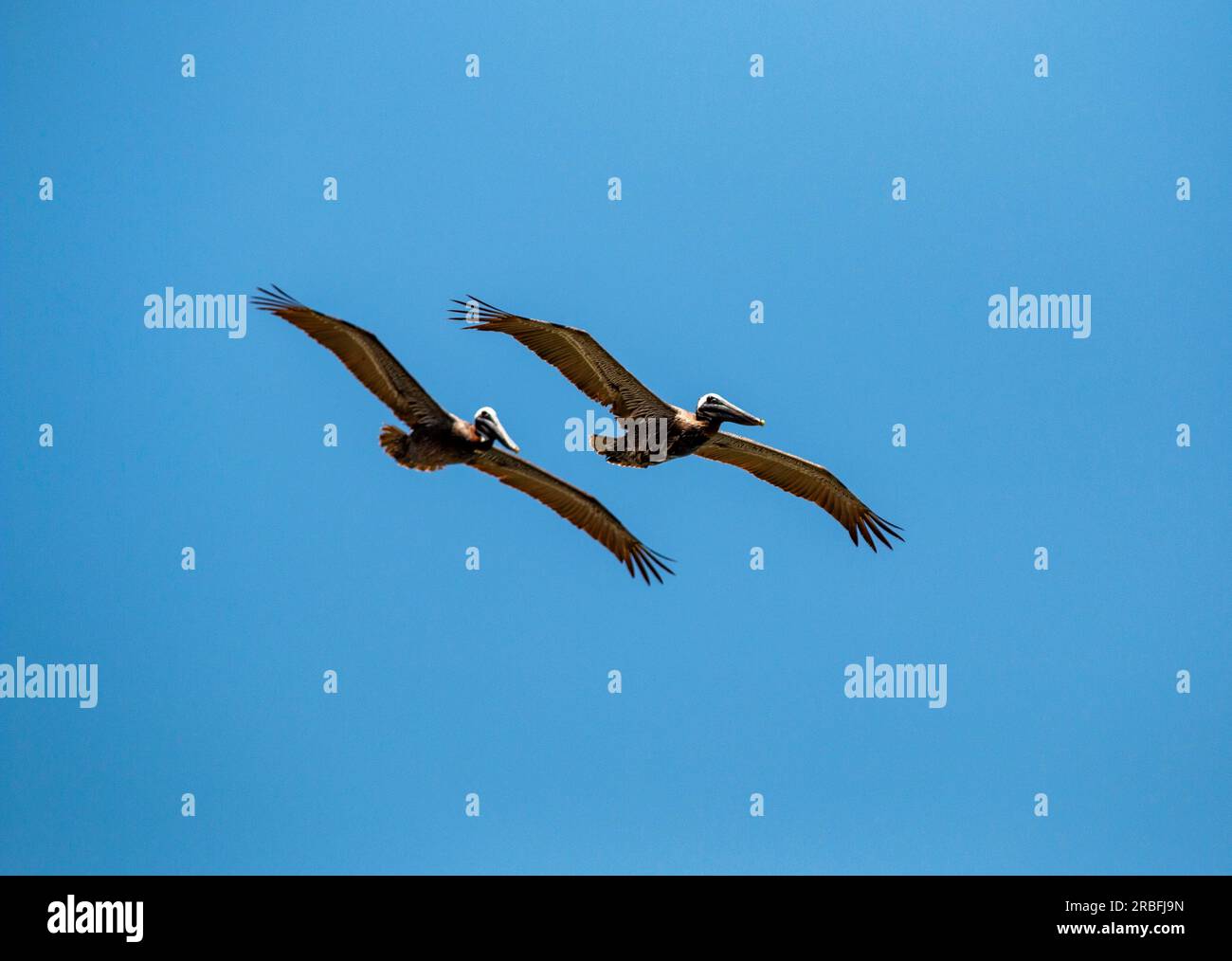 Deux pélicans bruns volant dans un ciel bleu au-dessus de l'océan Atlantique à la recherche de poissons à Cocoa Beach, Floride. Banque D'Images