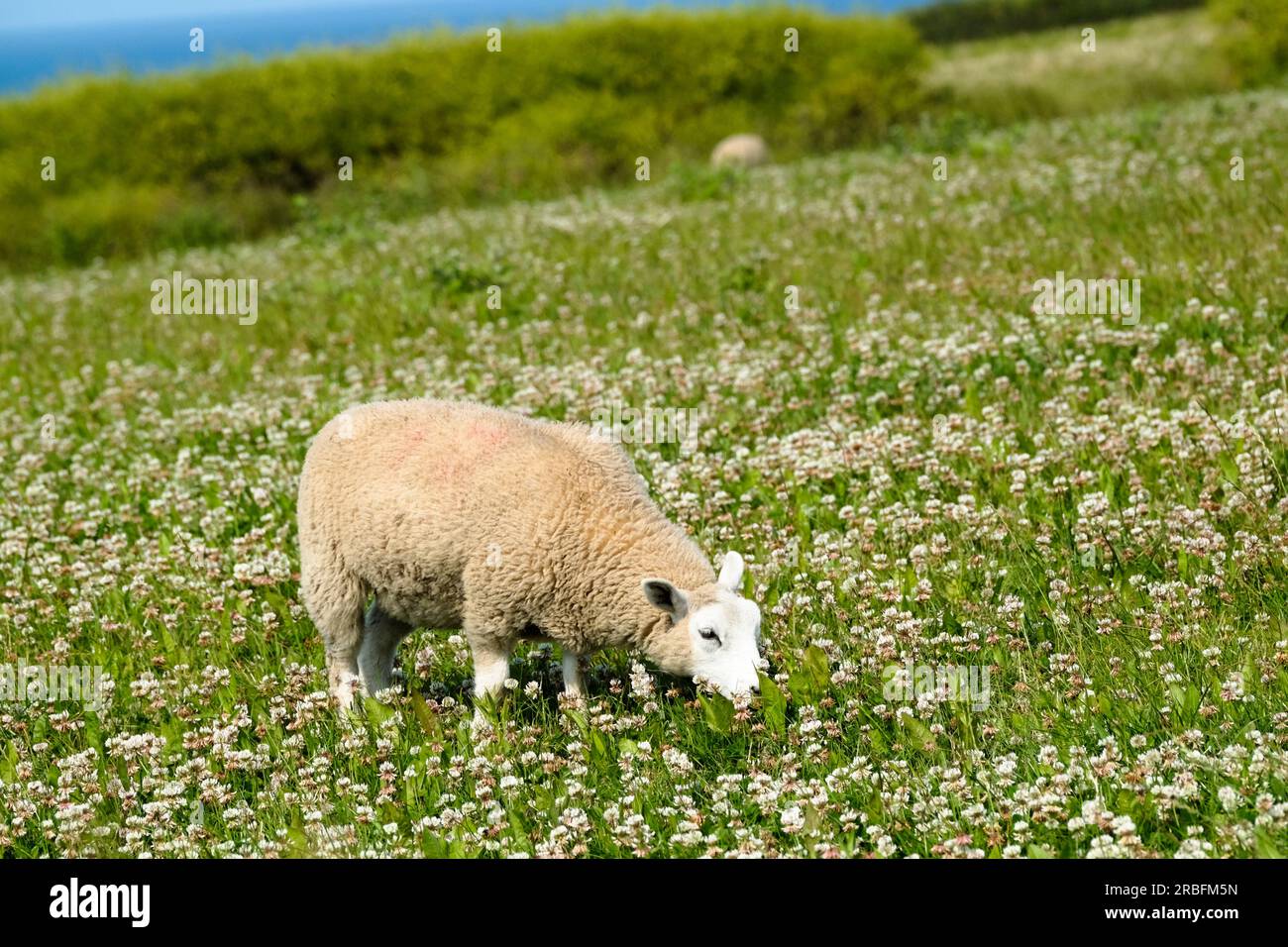 Un mouton paissant dans un champ de trèfle sur le chemin vers le point le plus au sud Lizard Cornwall Banque D'Images