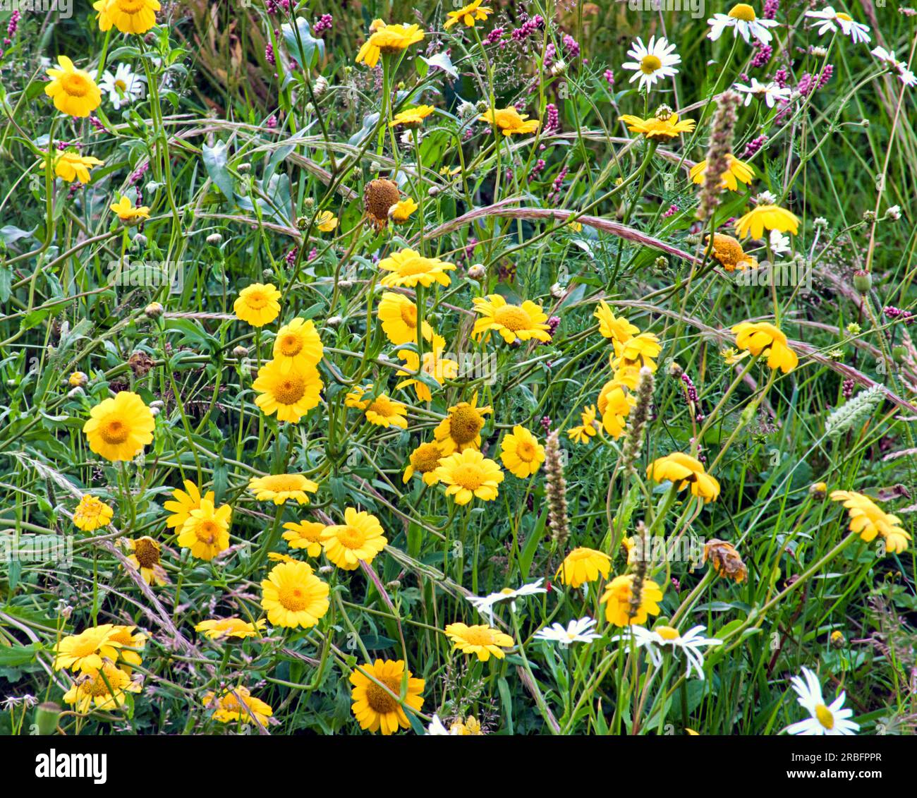fleurs sauvages écossaises marguerites marguerites Banque D'Images