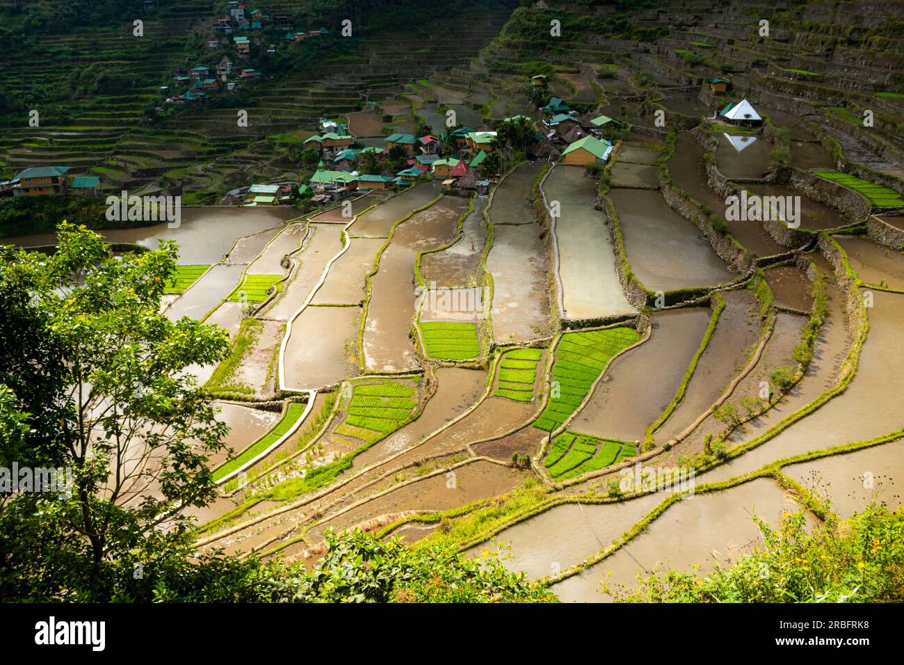 Vue sur les rizières en terrasses près du village de Batad pendant la saison des pluies. Région administrative de la Cordillère, province d'Ifugao (Philippines) Banque D'Images