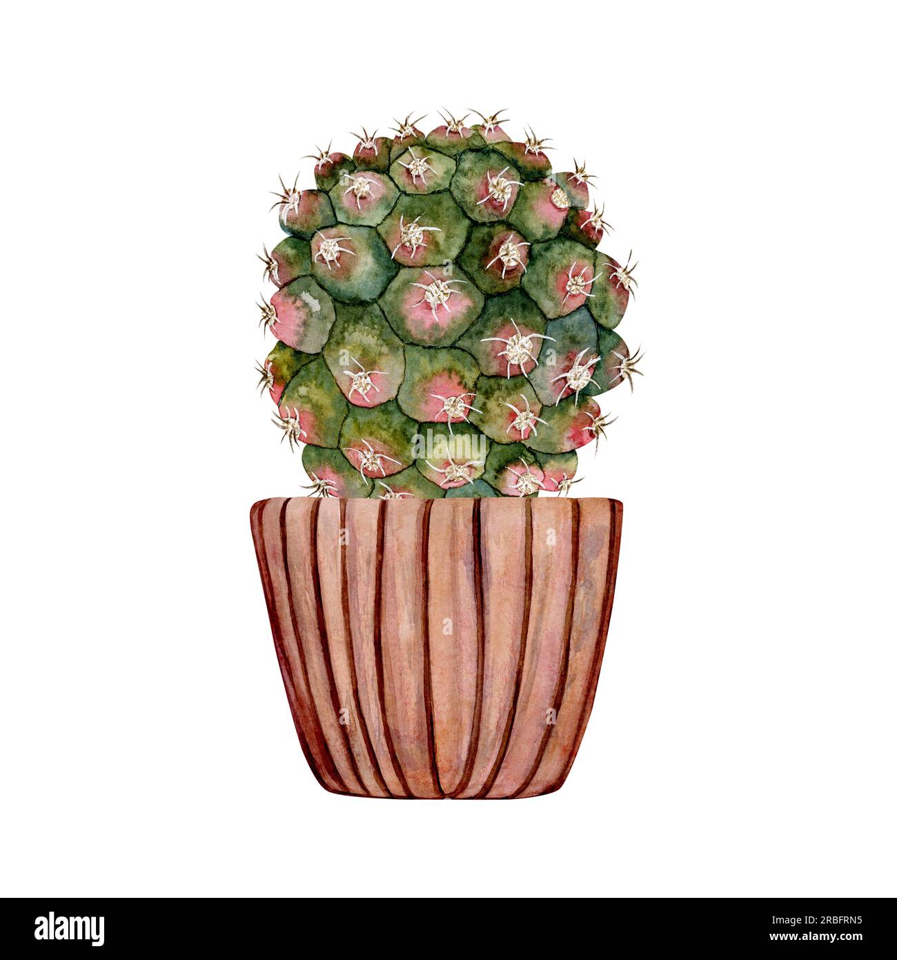 Cactus dans un pot en argile rose. Cactus vert rose. Plante domestique. illustration à l'aquarelle Banque D'Images