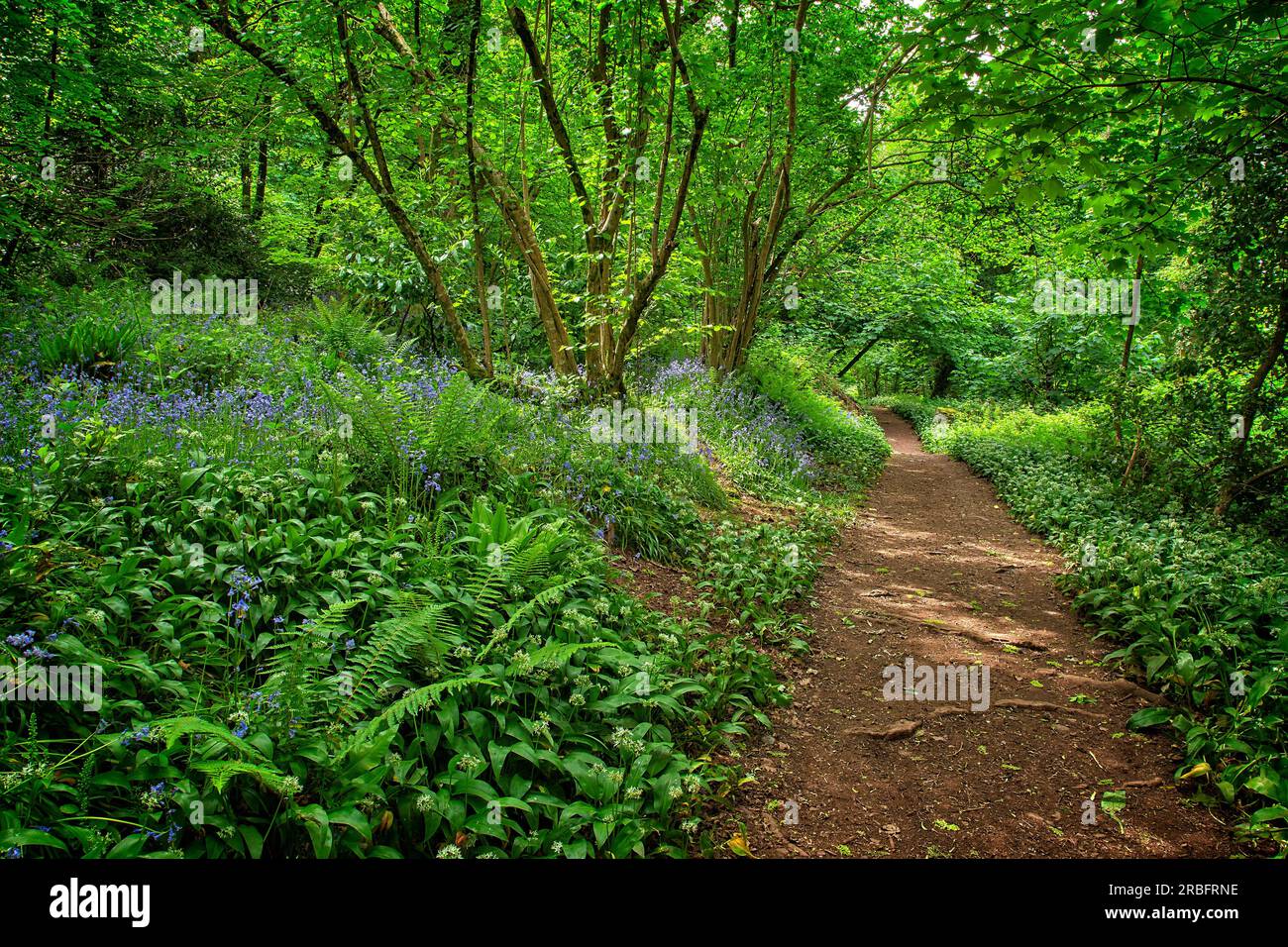 GB - DEVON : Manscombe Woods à Cockington près de Torquay (HDR-Photography © Edmund Nagele FRPS) Banque D'Images