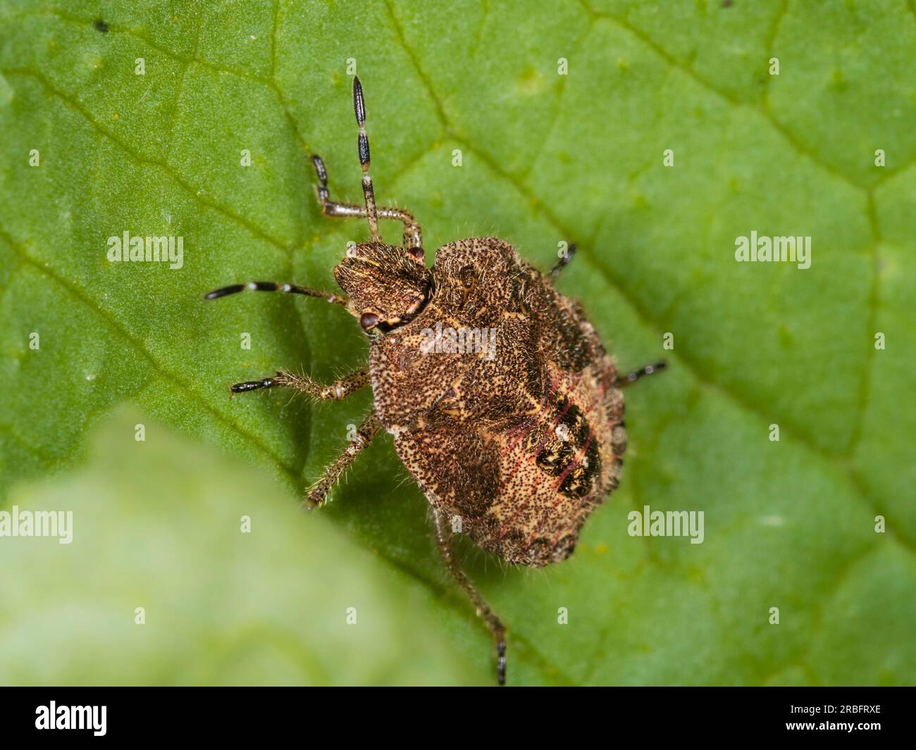 Nymphe de stade final de la paresseuse ou truffée poilue, Dolycoris baccarum, dans un jardin du Royaume-Uni Banque D'Images Nymphe de stade final de la paresseuse ou truffée poilue, Dolycoris baccarum, dans un jardin du Royaume-Uni Banque D'Images