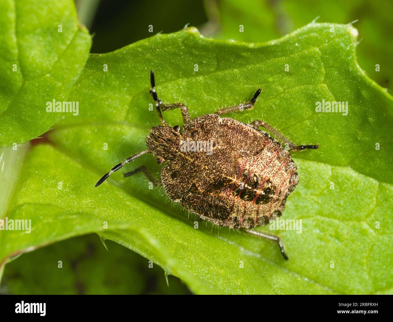 Nymphe de stade final de la paresseuse ou truffée poilue, Dolycoris baccarum, dans un jardin du Royaume-Uni Banque D'Images Nymphe de stade final de la paresseuse ou truffée poilue, Dolycoris baccarum, dans un jardin du Royaume-Uni Banque D'Images