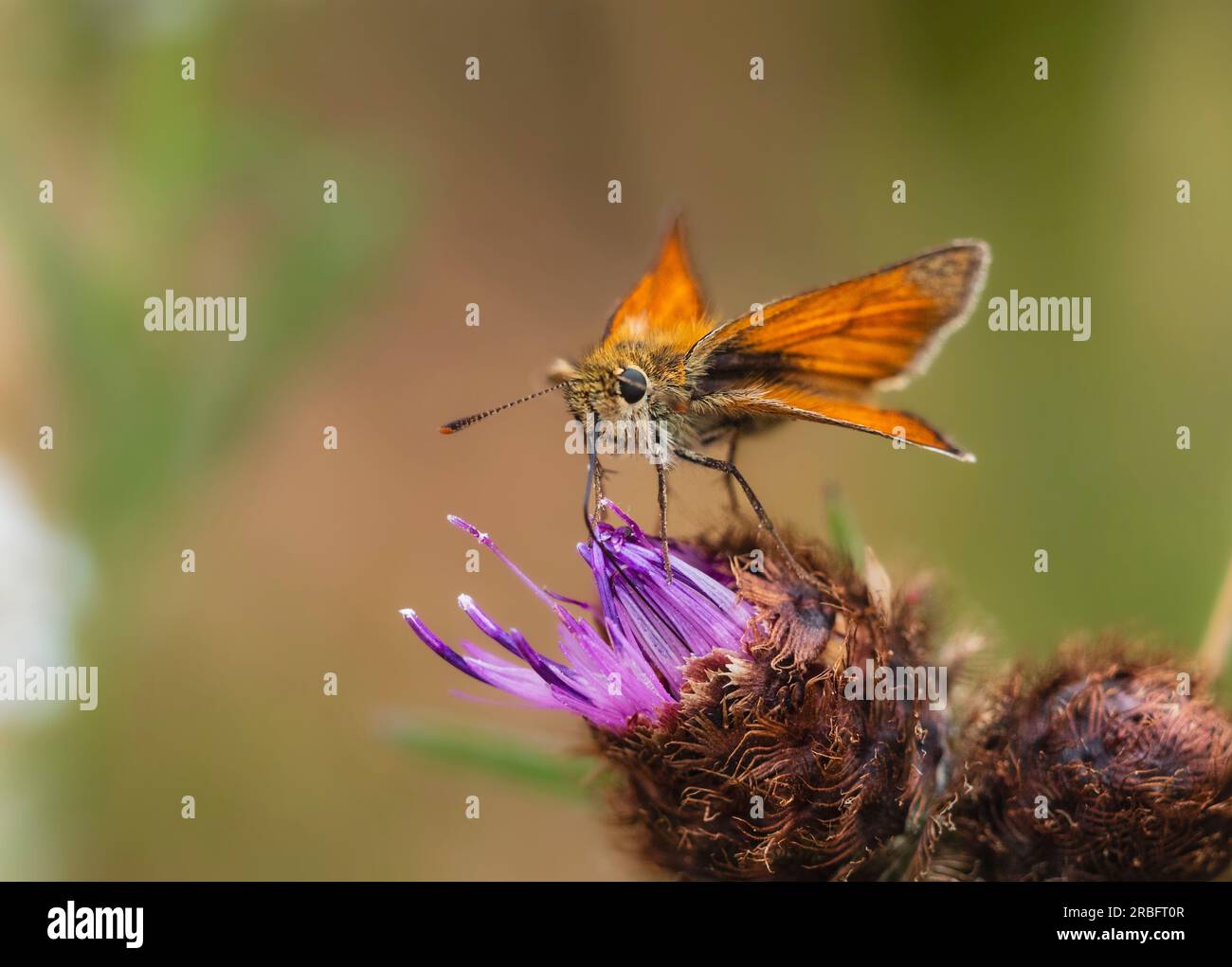 Grand papillon skipper, Ochlodes sylvanus, se nourrissant de knapweed, Centaurea nigra, dans une prairie britannique Banque D'Images