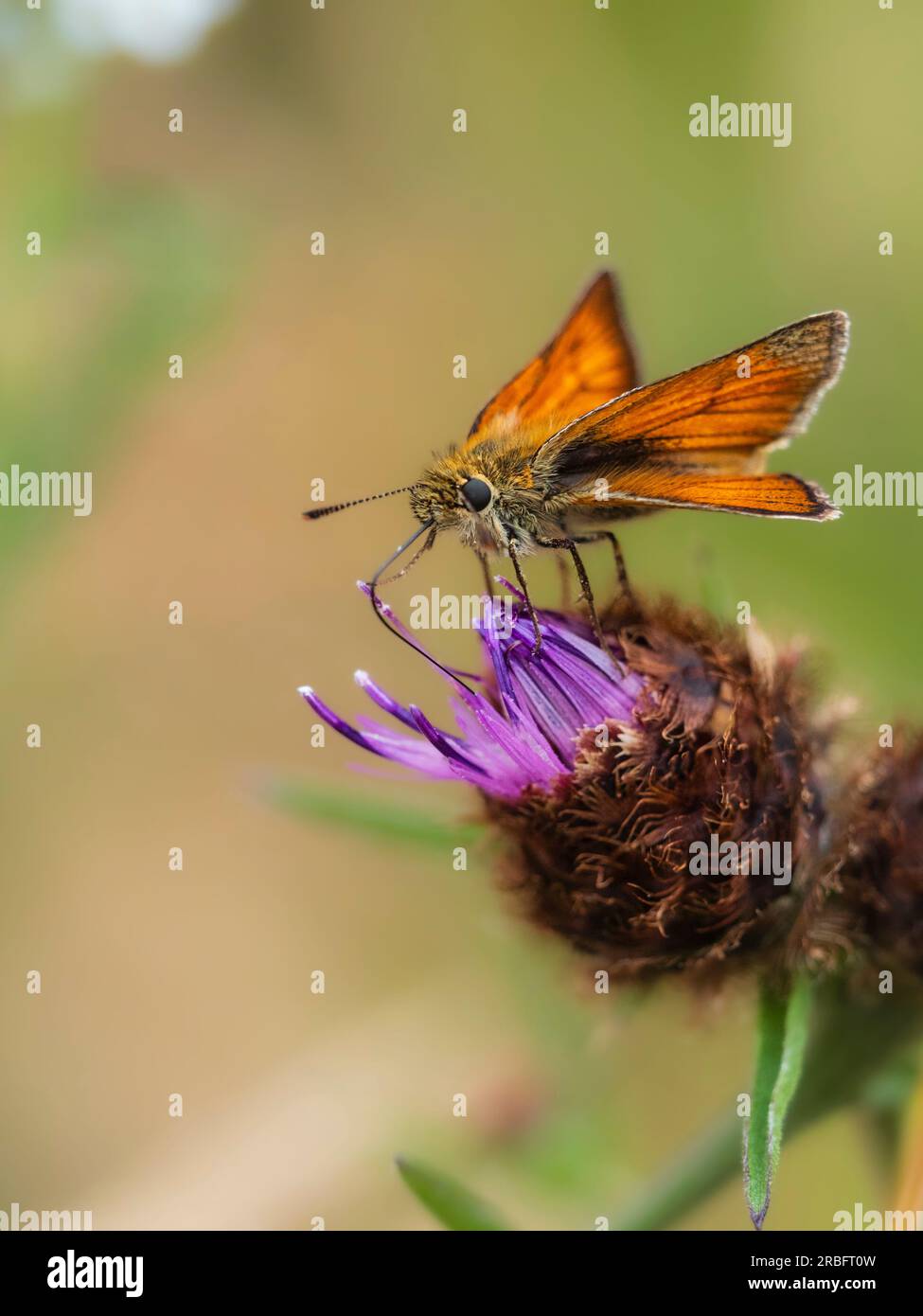 Grand papillon skipper, Ochlodes sylvanus, se nourrissant de knapweed, Centaurea nigra, dans une prairie britannique Banque D'Images