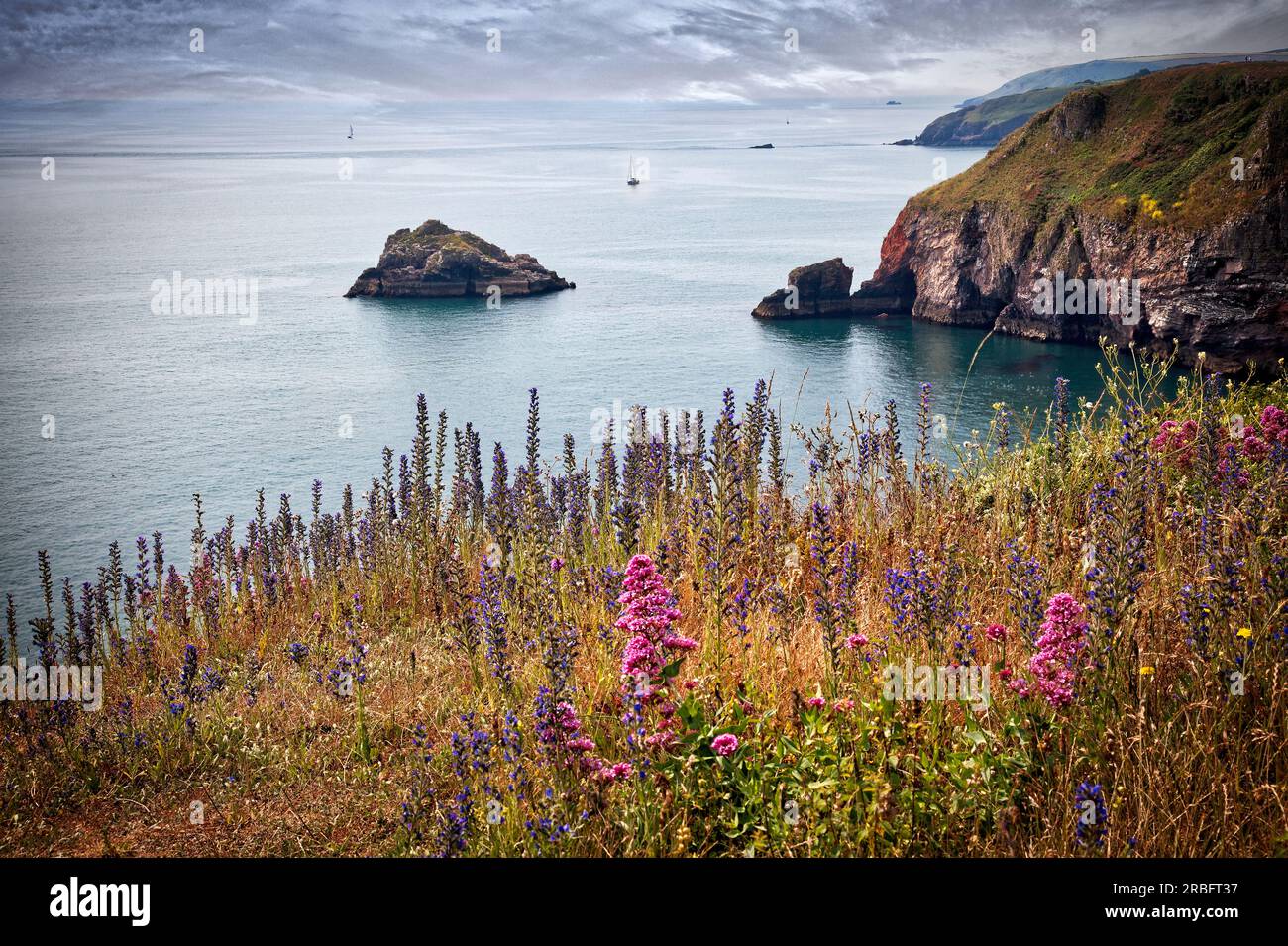 GB - DEVON : fleurs sauvages le long de la falaise sur Berry Head près de Brixham Banque D'Images