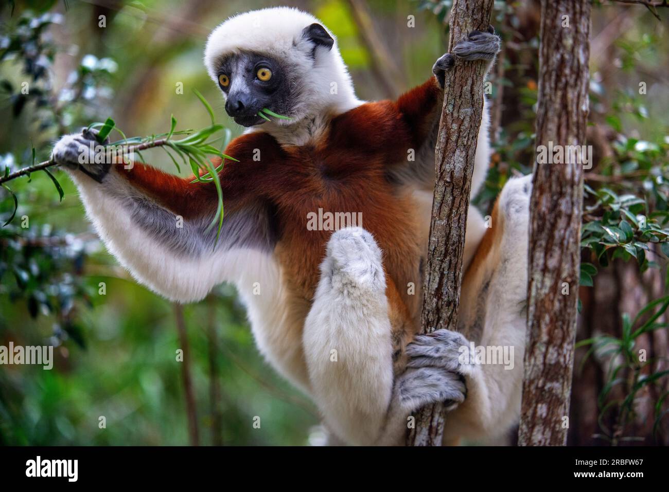 Le sifaka de Coquerel ou le lémurien Propithecus coquereli se rapprochent dans le parc national d'Andasibe-Mantadia, Madagascar Banque D'Images
