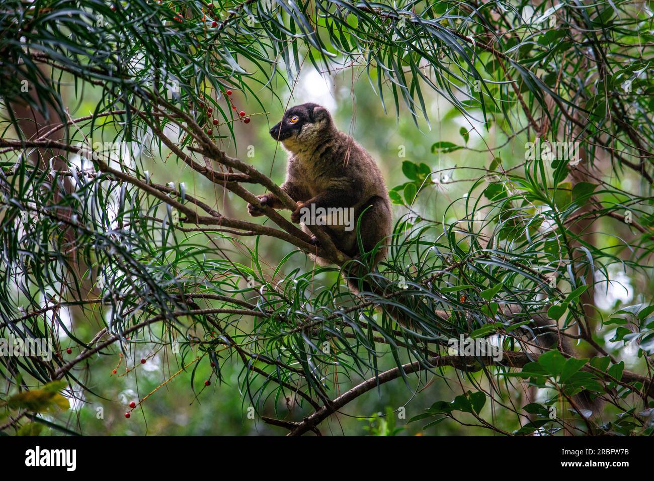 Lémurien brun commun Eulemur fulvus dans le Parc National Andasibe-Mantadia, Madagascar Banque D'Images