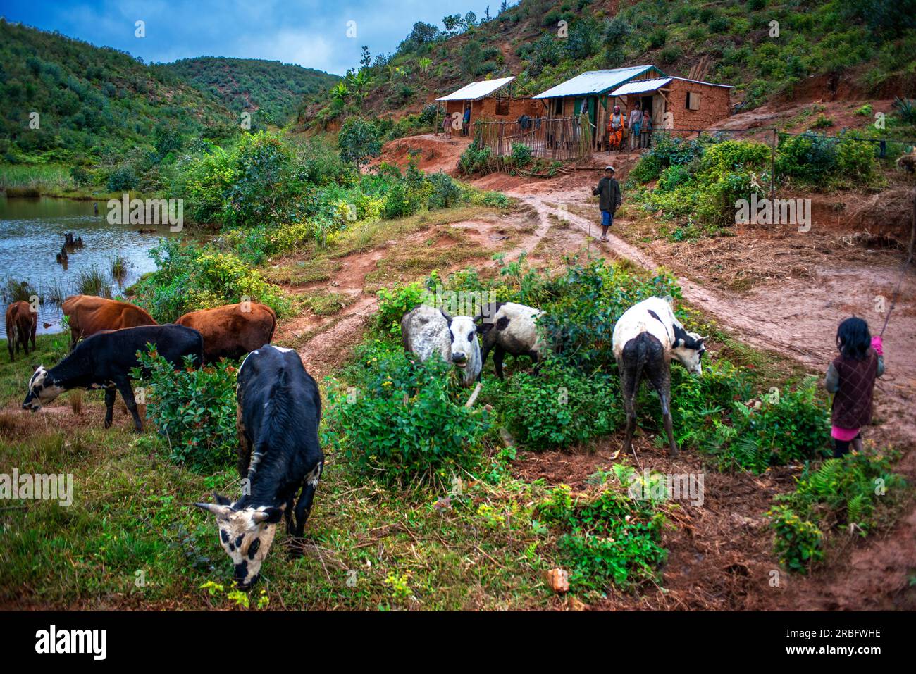 Population locale et tuyaux et vaches près du village de Moramanga région Alaotra-Mangoro, Madagascar Banque D'Images