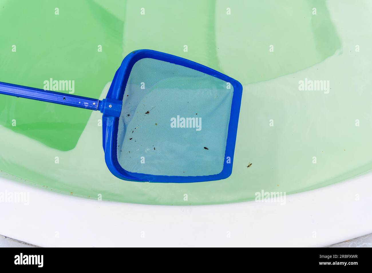 Nettoyage d'une piscine avec un skimmer à mailles. Le long filet nettoie les feuilles et les insectes de la surface de l'eau. Banque D'Images