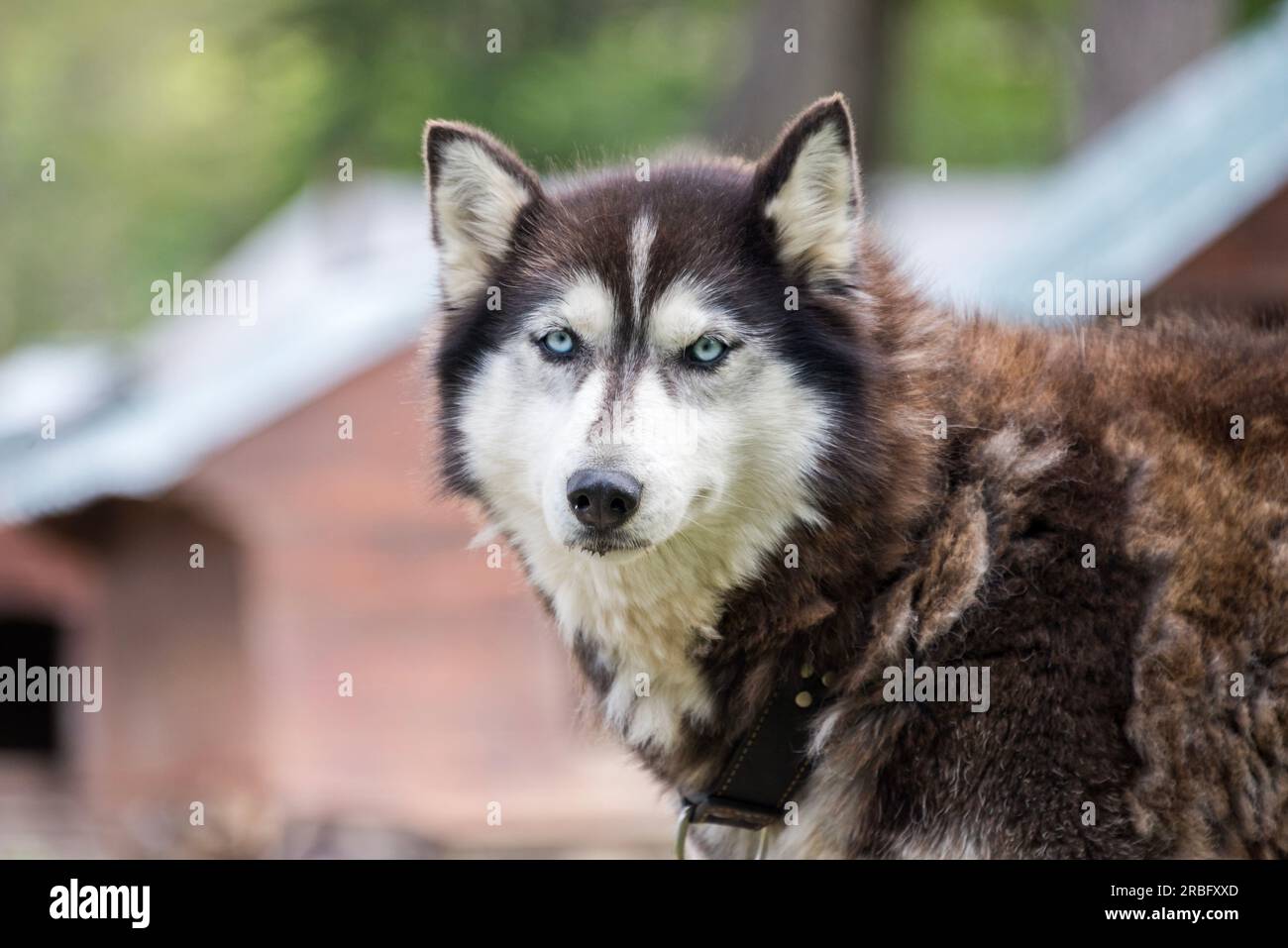 Abri pour chiens utilisés en traîneau, avec un chien au premier plan, à Ushuaia, Argentine Banque D'Images