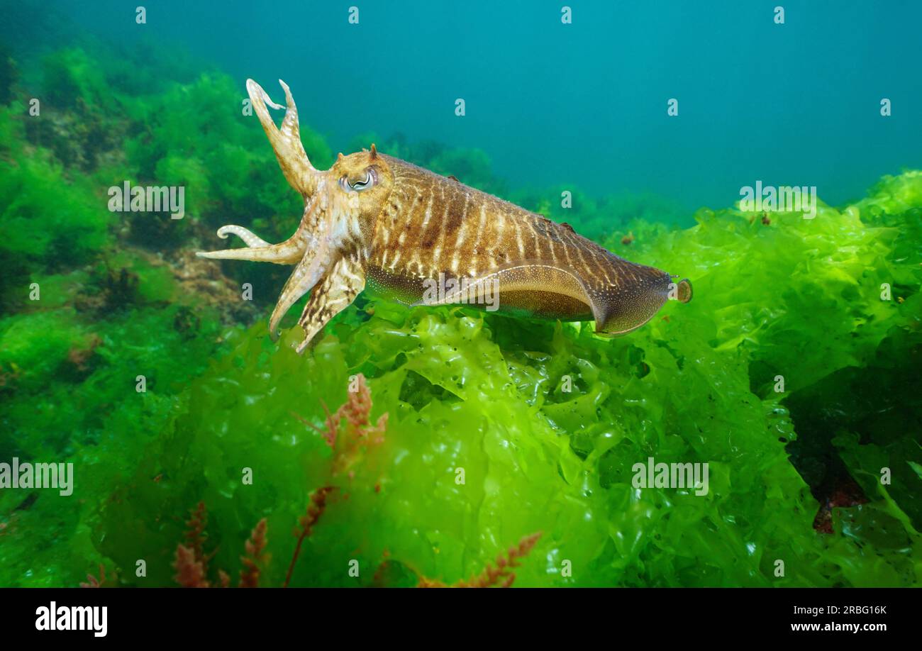 Une seiche (Sepia officinalis) sous l'eau avec des algues de laitue de mer (Ulva lactuca), océan Atlantique, scène naturelle, Espagne, Galice Banque D'Images