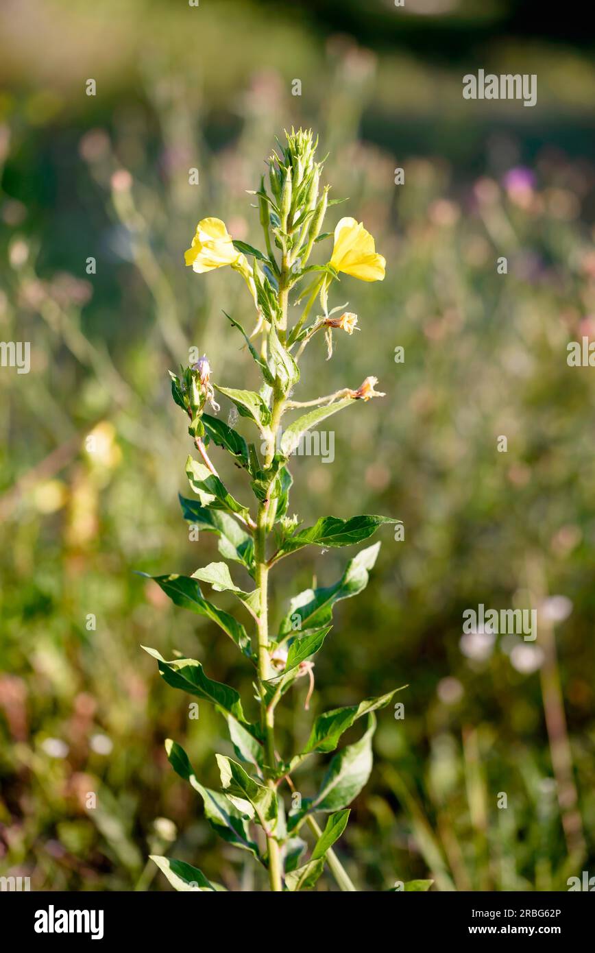 Fleur jaune ouverte, également connue sous le nom d'onagre commune, primerose du soir, étoile du soir (Oenothera Biennis) et goutte d'eau du soleil. Les fleurs s'ouvrent à Banque D'Images