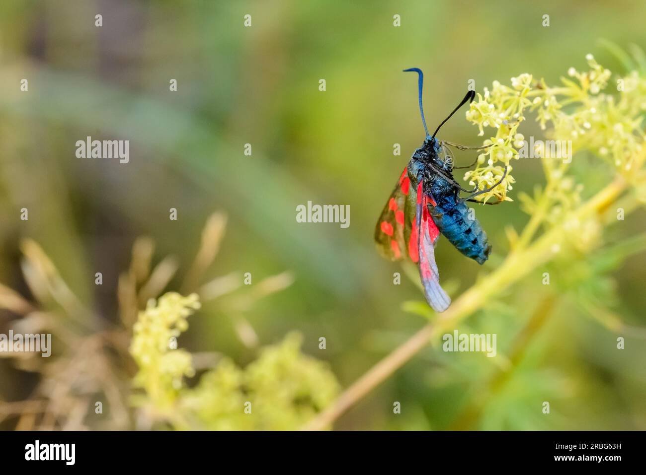 Aussi connu sous le nom de six-spot burnet (Zygaena filipendulae), sur une fleur de Galium verum dans les prairies ukrainiennes, près de Kiev, sous le chaud soleil d'été Banque D'Images