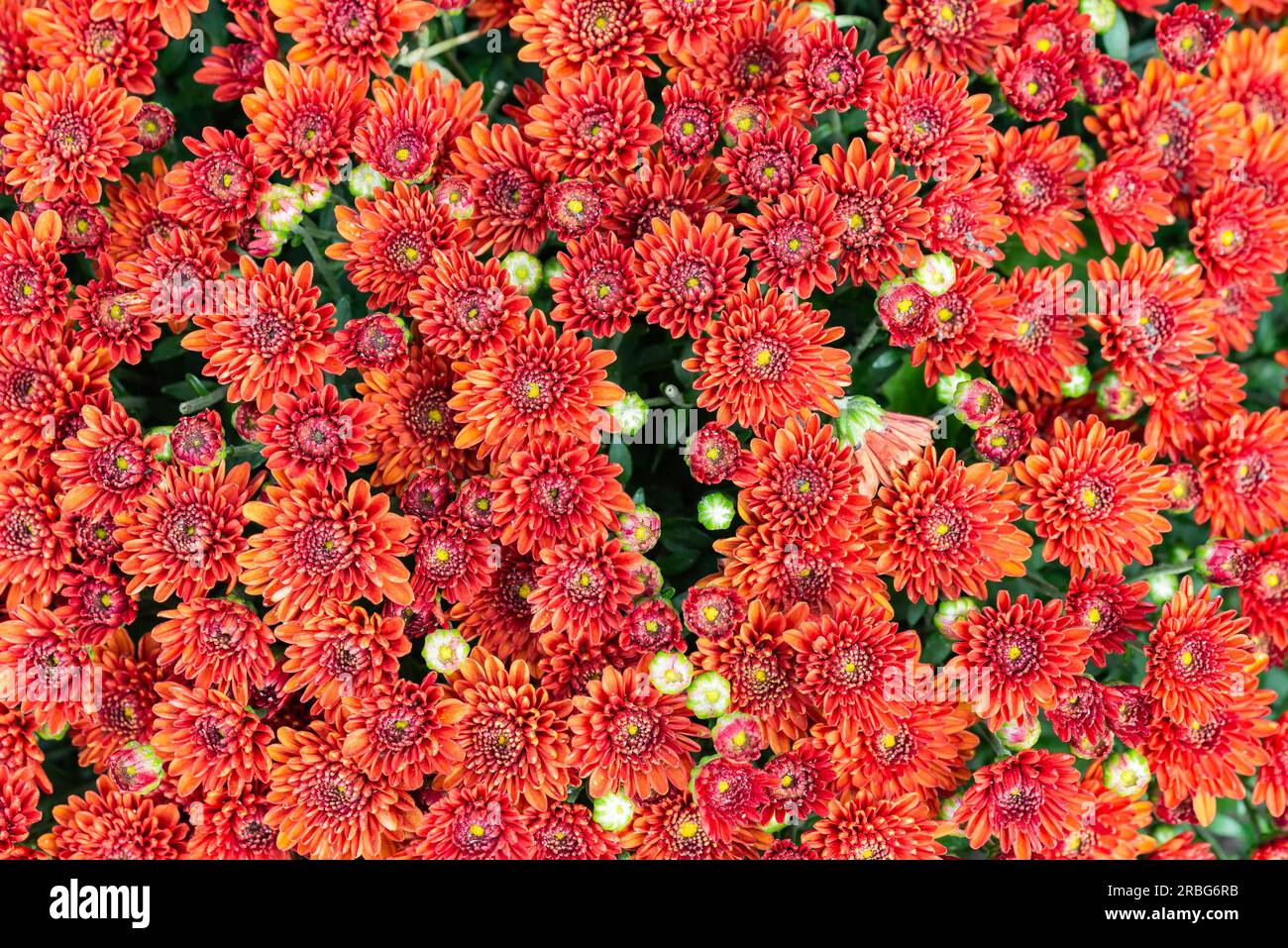 Gros plan du chrysanthème rouge naturel sous la douce lumière de fin d'été Banque D'Images