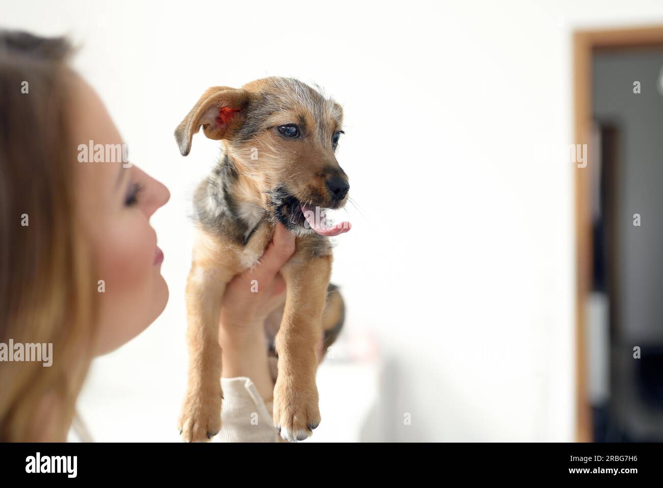 Jeune femme tenant son chien béant avec sa langue contre un mur blanc dans une maison, avec copie espace Banque D'Images