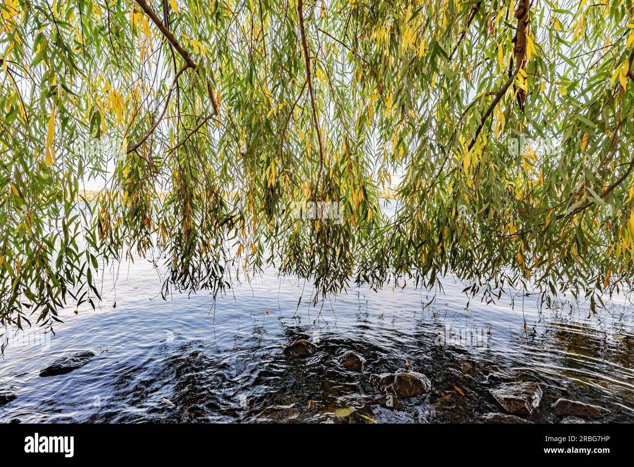 Rideau de branches et de feuilles de saule pleureur près de la rivière Dniepr en automne sont déplacés par le vent. Les rochers et les feuilles jaune tombé dans l'eau Banque D'Images