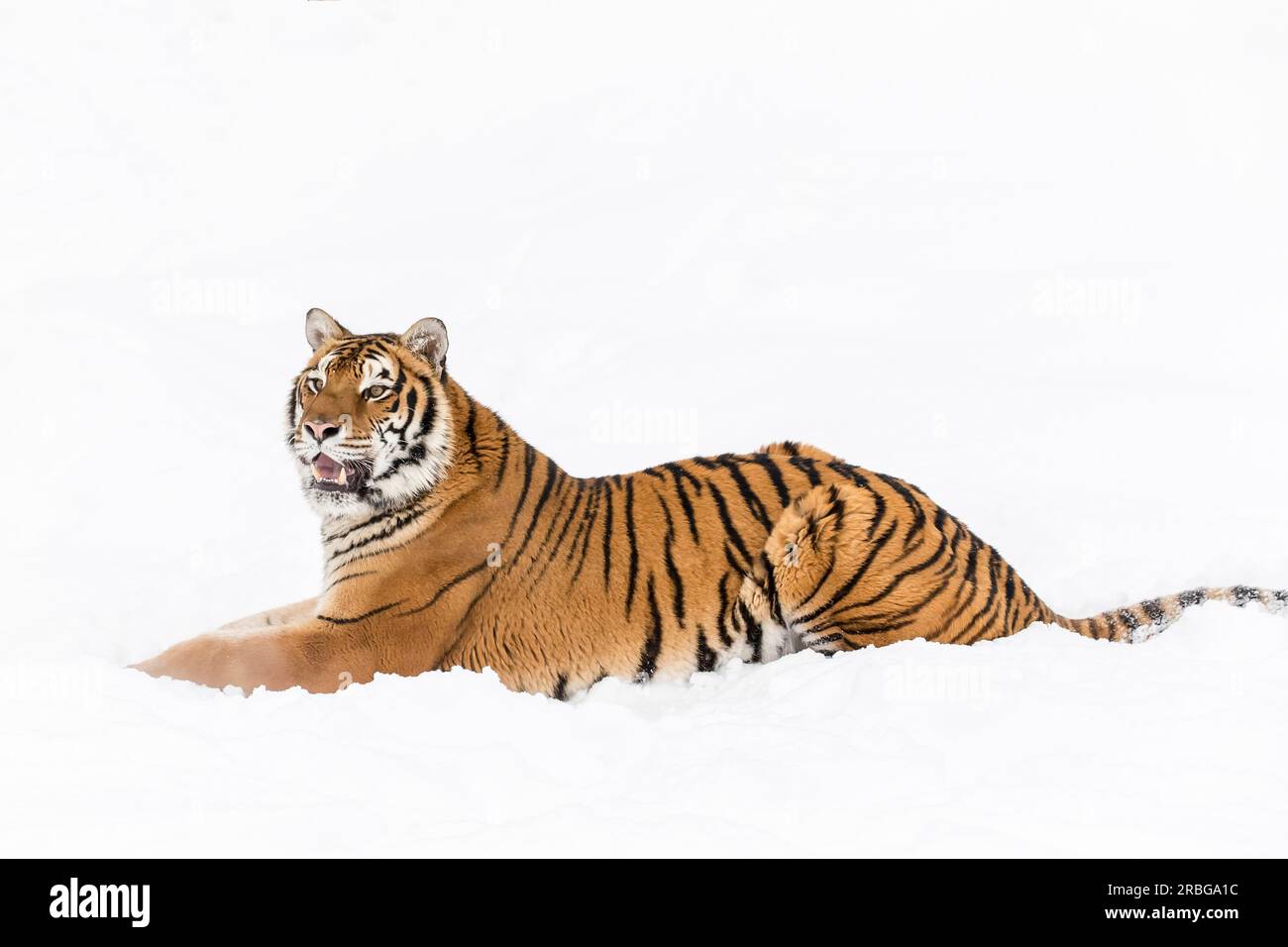 Un tigre du Bengale dans une forêt enneigée chassant des proies Banque D'Images