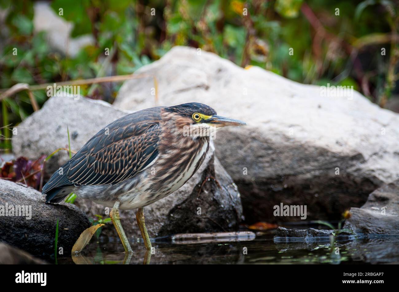 La chasse au Heron vert pour la nourriture à côté de la rue Fleuve Lawrence Banque D'Images