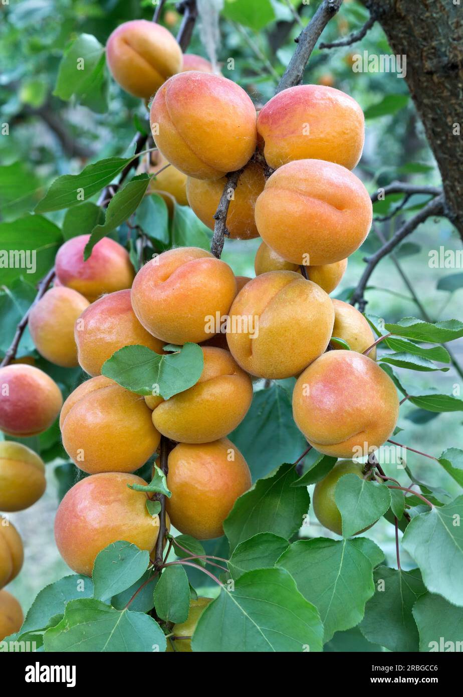 Abricots Robada matures verger 'Prunus armeniaca', Maryhill Highway, Columbia River gorge, Washington,. Banque D'Images