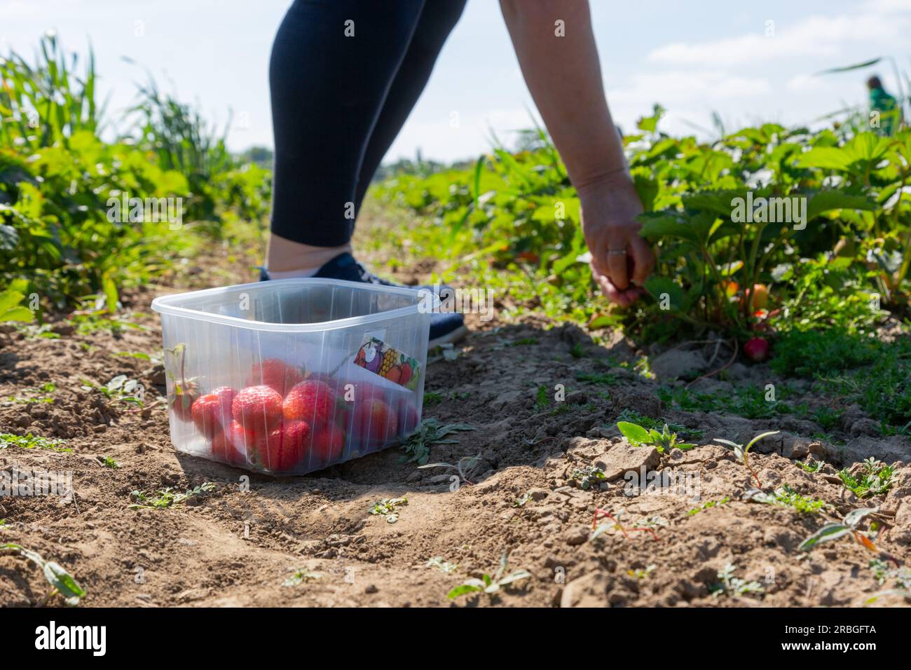 Choisissez vos propres fraises, Royaume-Uni Banque D'Images