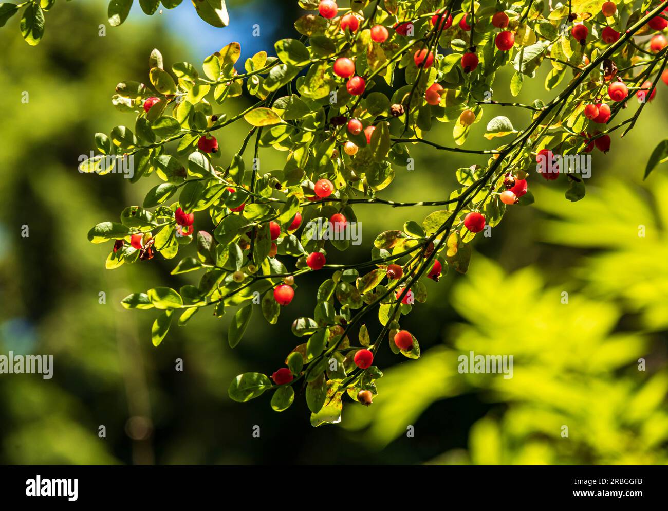 Red Huckleberries dans le Pacifique Nord-Ouest. Arbuste qui pousse dans les forêts de conifères de la côte de la Colombie-Britannique. Banque D'Images