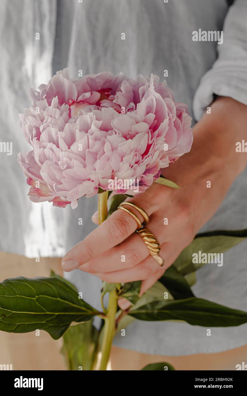 Gros plan d'une main féminine portant des anneaux dorés qui tiennent une fleur de pivoine rose Banque D'Images