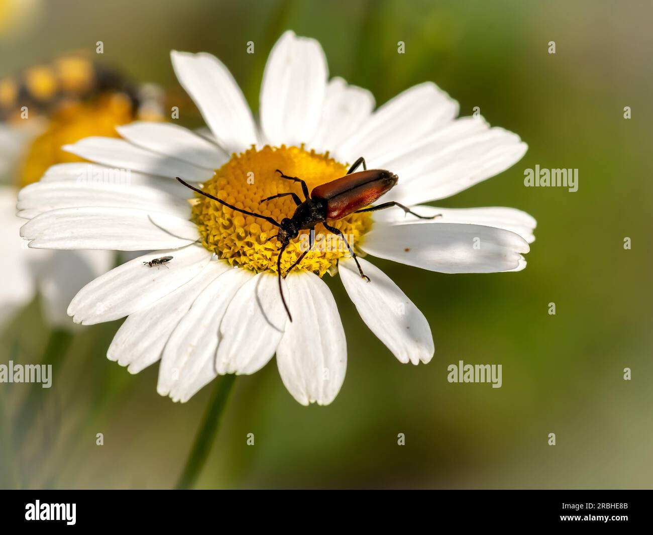 Beele sur fleur blanche Banque D'Images