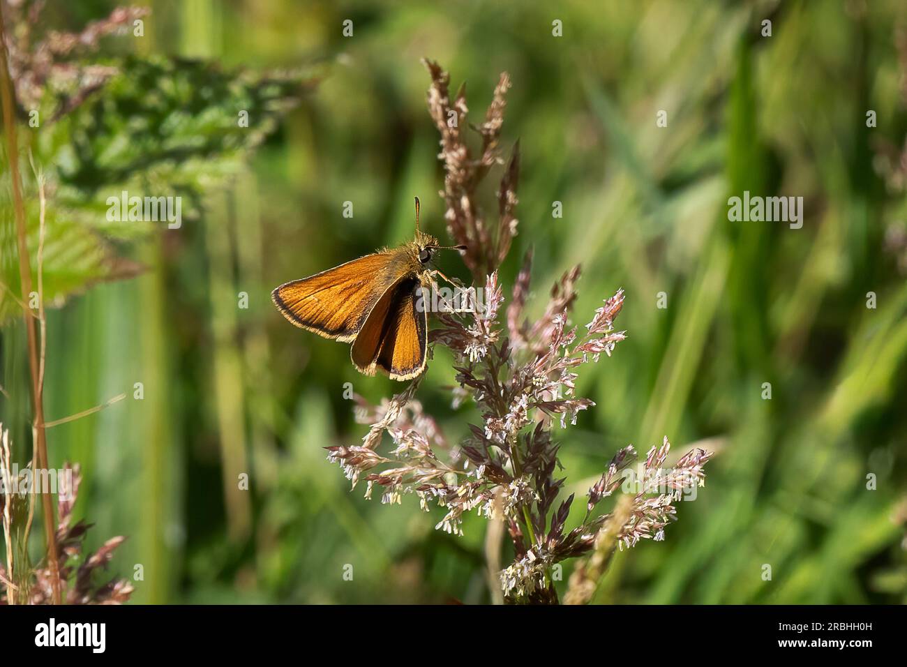 Un gros plan d'un petit skipper, Thymelicus sylvestris, butterflyas il est représenté reposant sur la végétation Banque D'Images