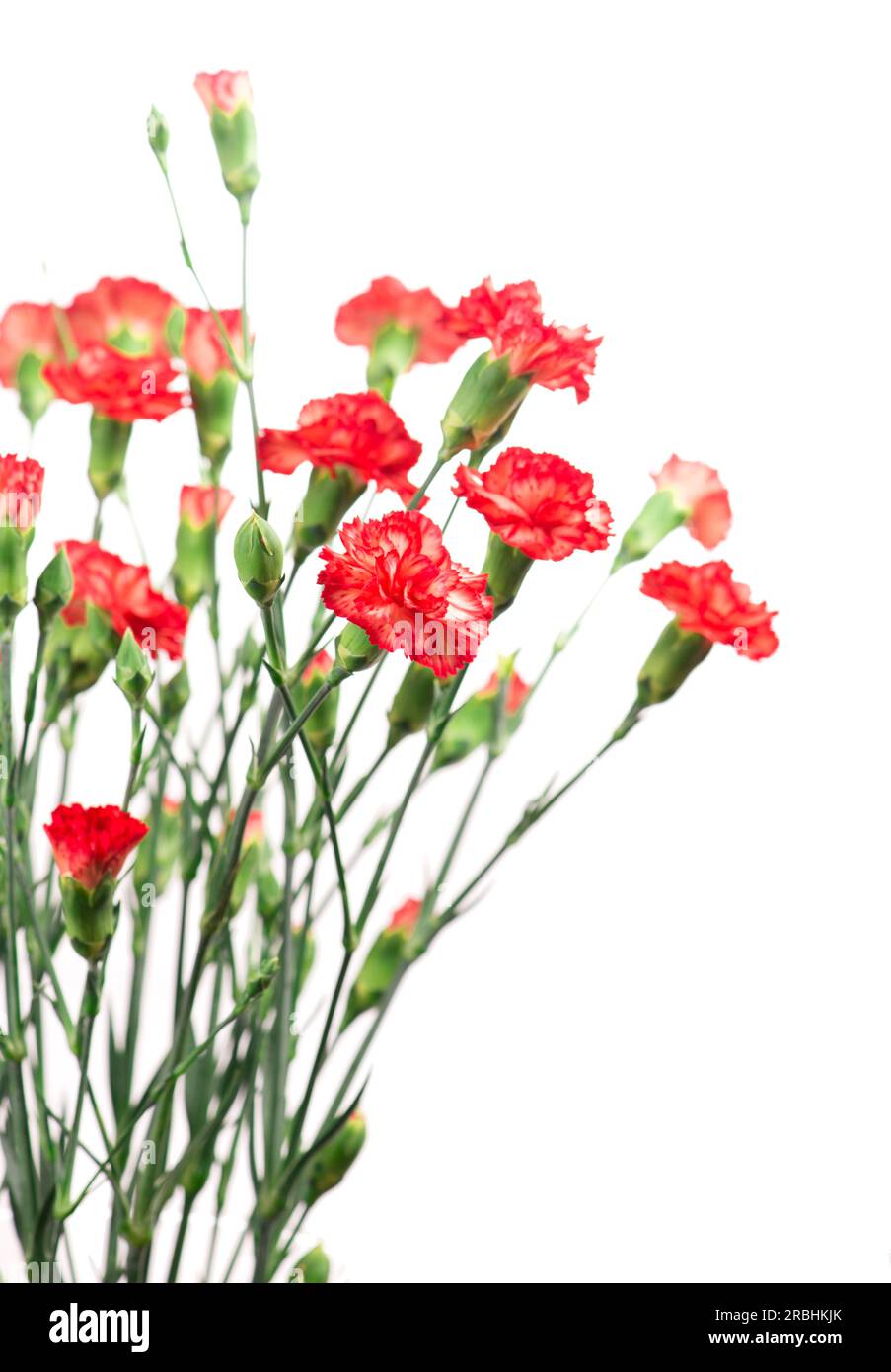 Fleurs d'oeillet rouge isolé sur fond blanc Banque D'Images