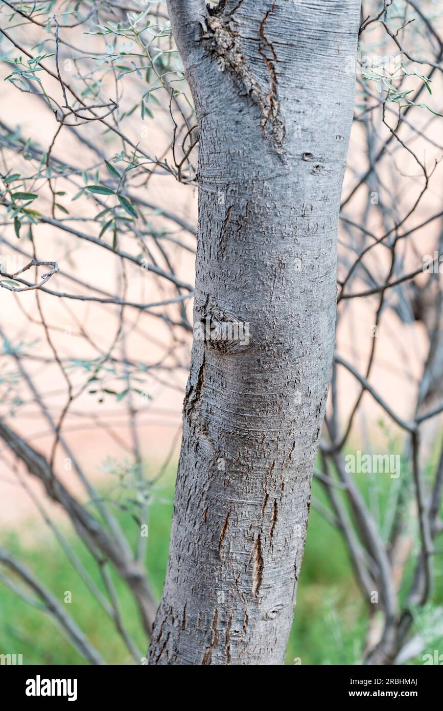 Acacia estrophiolata, communément connu sous le nom de bois de fer, bois de fer du sud, bois de fer du désert est un arbre indigène de l'Australie centrale également connu sous le nom d'Athenge Banque D'Images