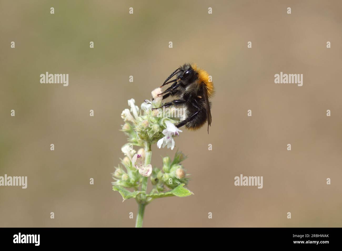 Gros plan abeille cardeuse commune (Bombus pascuorum), famille des Apidae sur fleurs blanches d'herbe à chat (Nepeta cataria). Famille des Lamiaceae, été juillet, pays-Bas Banque D'Images