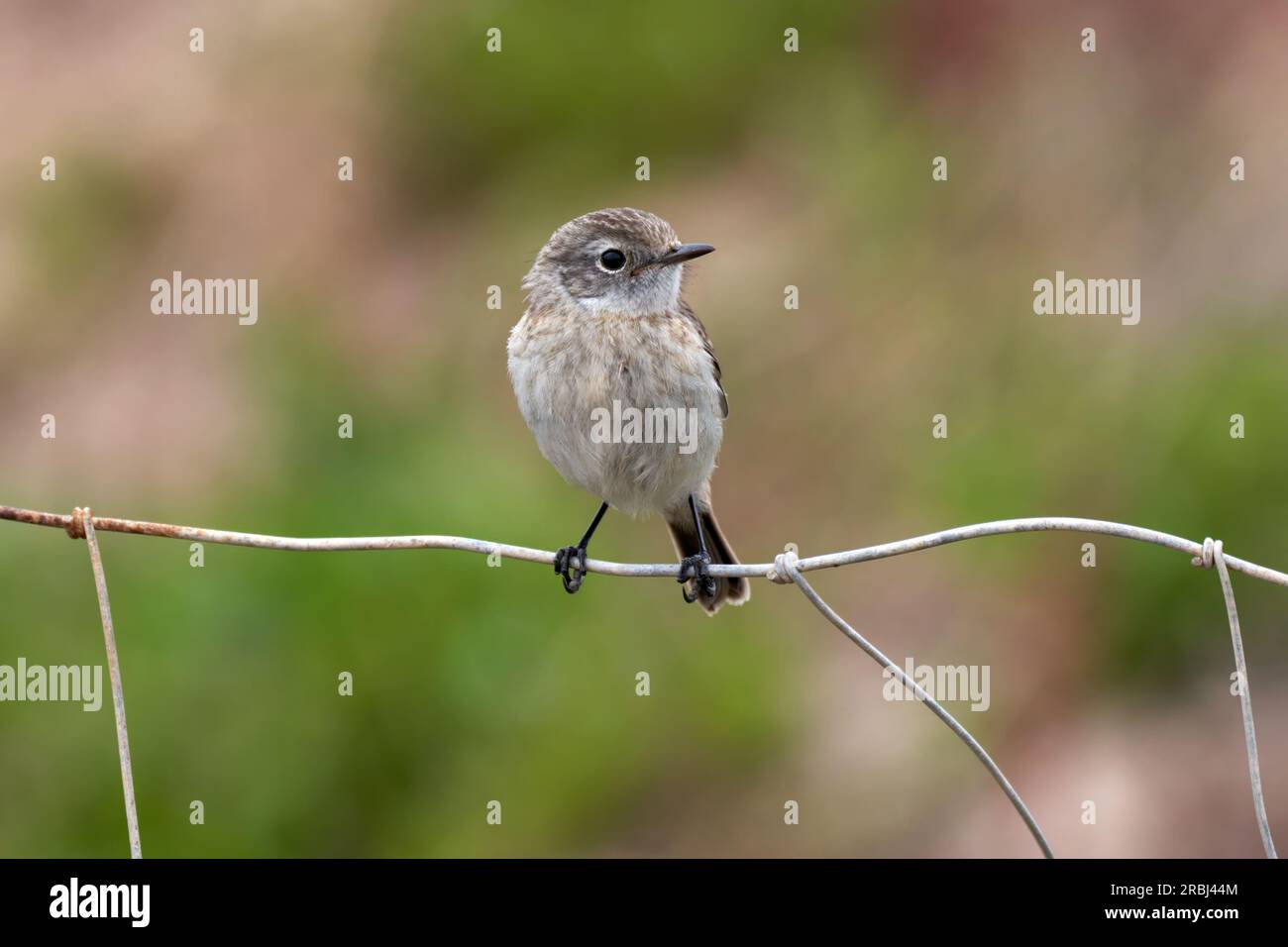 Îles Canaries stonechat (Saxicola dacotiae) femelle assise sur une vieille clôture de maillon de chaîne - Fuerteventura Banque D'Images